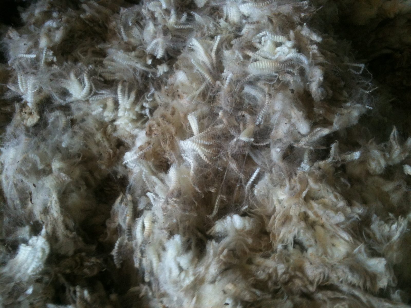 Wool fibre material for textile and industrial use